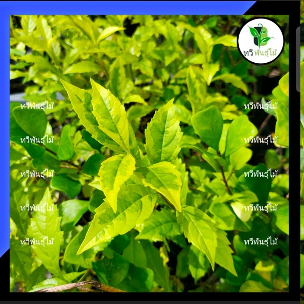 ต้นเทียนทองด่าง กล้าไม้พร้อมปลูก เทียนทอง Nadthida - รูปที่ 2