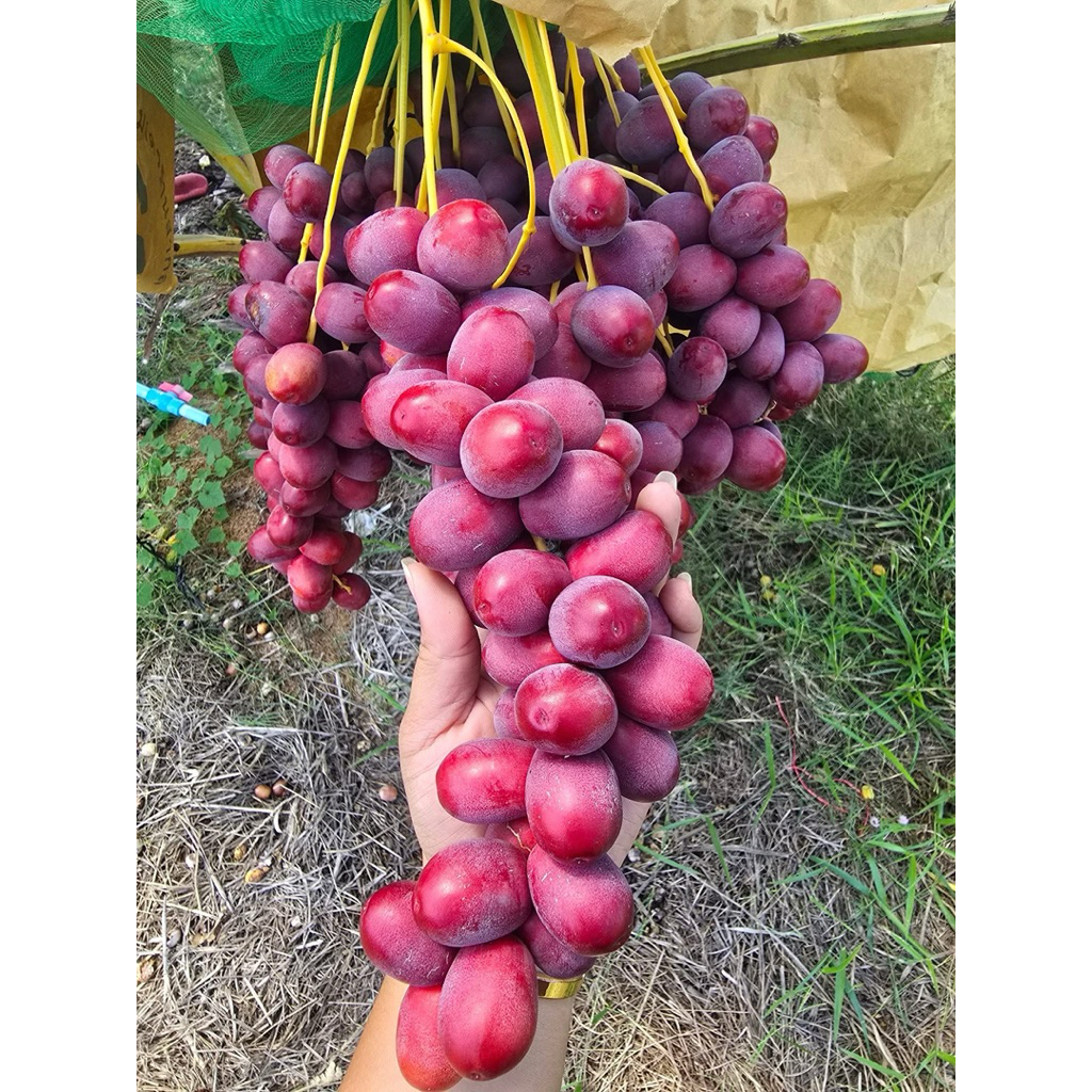 อินทผลัมสด สายพันธุ์บาฮีสีแดง 1 กิโล กรอบ อร่อย พร้อมส่ง