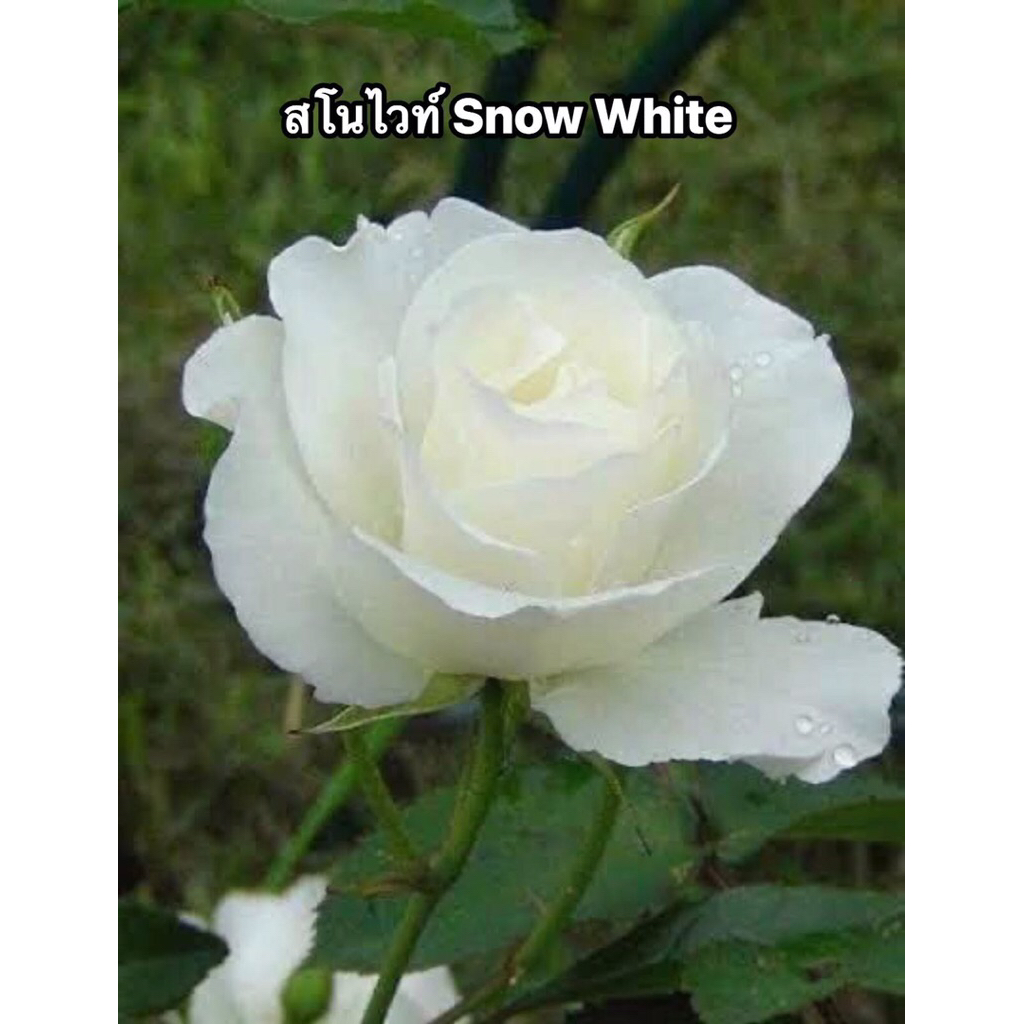 กุหลาบ-สโนไวท์ ”Snow White“  สีขาว บานทน