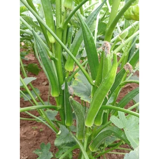 เมล็ดพันธุ์กระเจี๊ยบเขียวสายพันธุ์ญี่ปุ่น 200 เมล็ด 49 บาท
