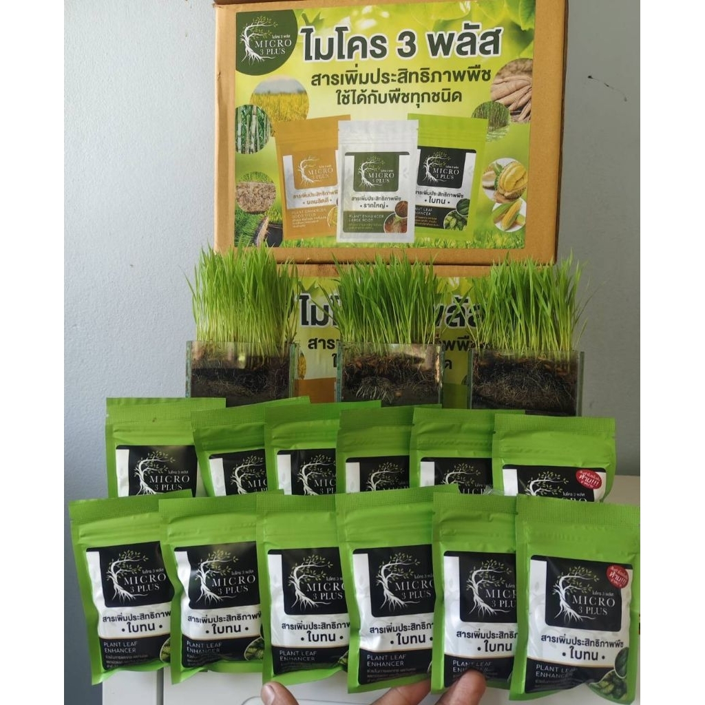 !!!ใบทนโปร 10 แถม 2!!! ใบทน ใบเขียวเข้ม ใบแข็งป้องกันแมลง เพิ่มสีของใบปลอดโรคเชื้อราและไวรัส
