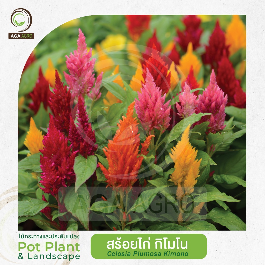AGA AGRO I "สร้อยไก่ กิโมโน" พันธุ์แคระ พันธุ์ยอดนิยม-100เมล็ด-Celosia Plusmosa Kimono
