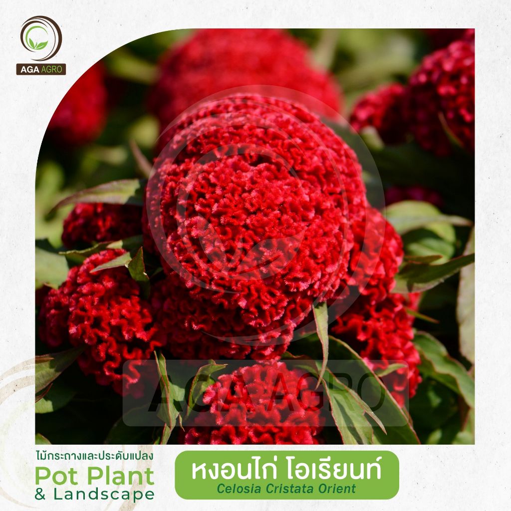 AGA AGRO I "หงอนไก่ โอเรียนท์ เรด" สีสด ออกดอกเหนือพุ่ม-100เมล็ด-Celosia Cristata Orient