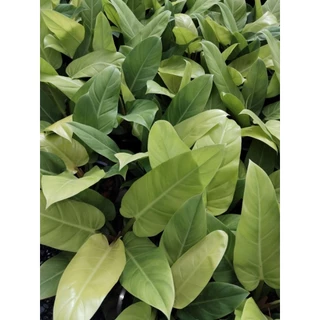 เศรษฐีรวยทรัพย์ สีทอง Philodendron sp. Ruaysap Philodendron sp. 'Setthimisap Philodendron melinonii ghost