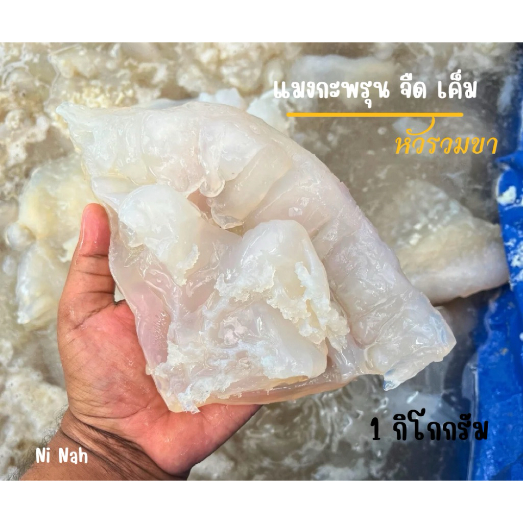 แมงกะพรุนจืด-เค็ม เกรดAA