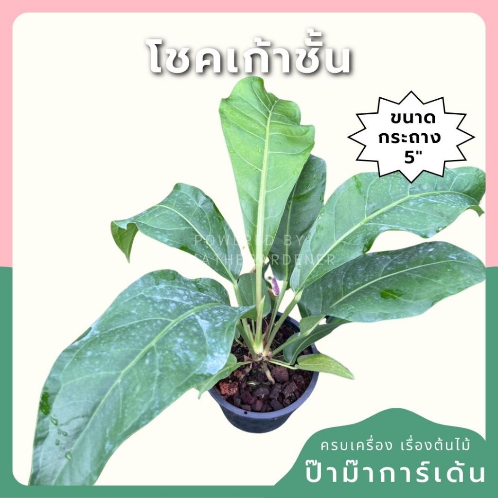 โชคเก้าชั้น ส่งพร้อมกระถาง ขนาด 5 นิ้ว