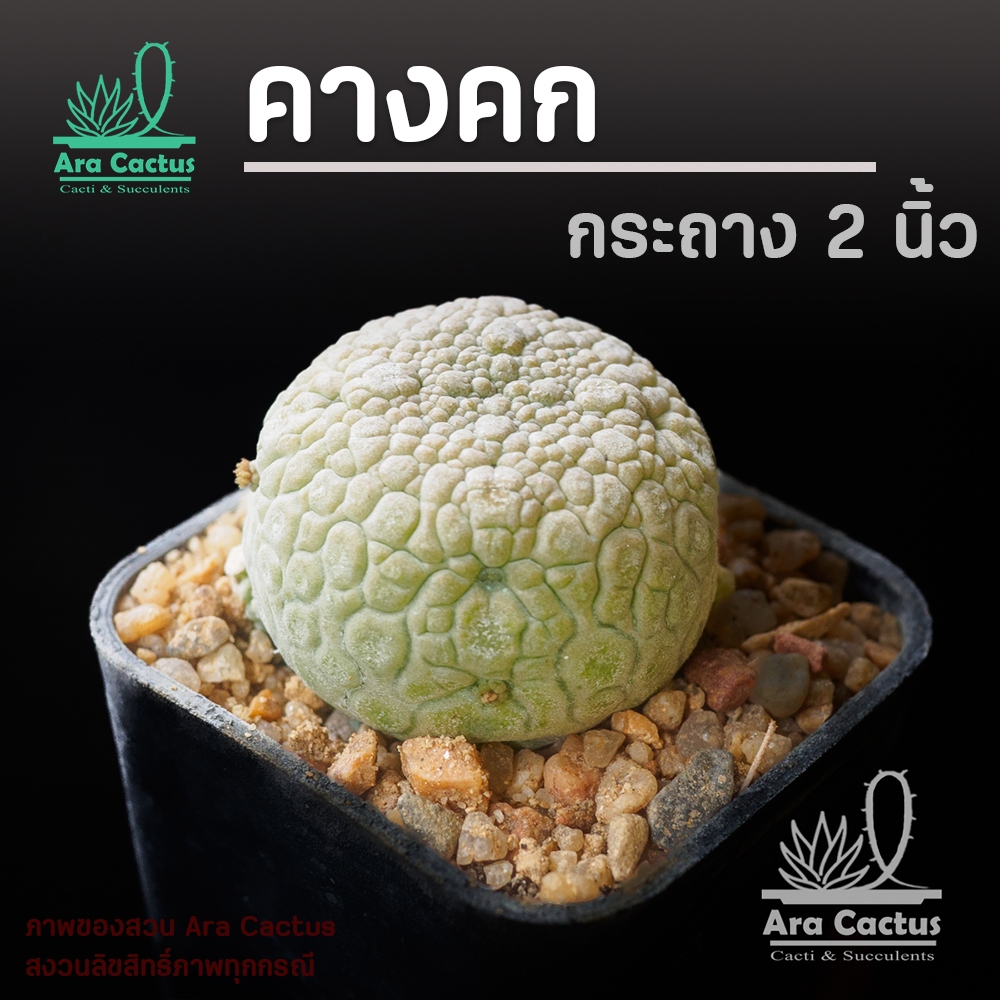 สวนขายเอง! คางคก Pseudolithos migiurtinus ไซส์กระถาง 2 นิ้ว แคคตัสคางคก กระบองเพชร ต้นไม้ประดับ อวบน้ำ แคนตัส สวย สวยๆ