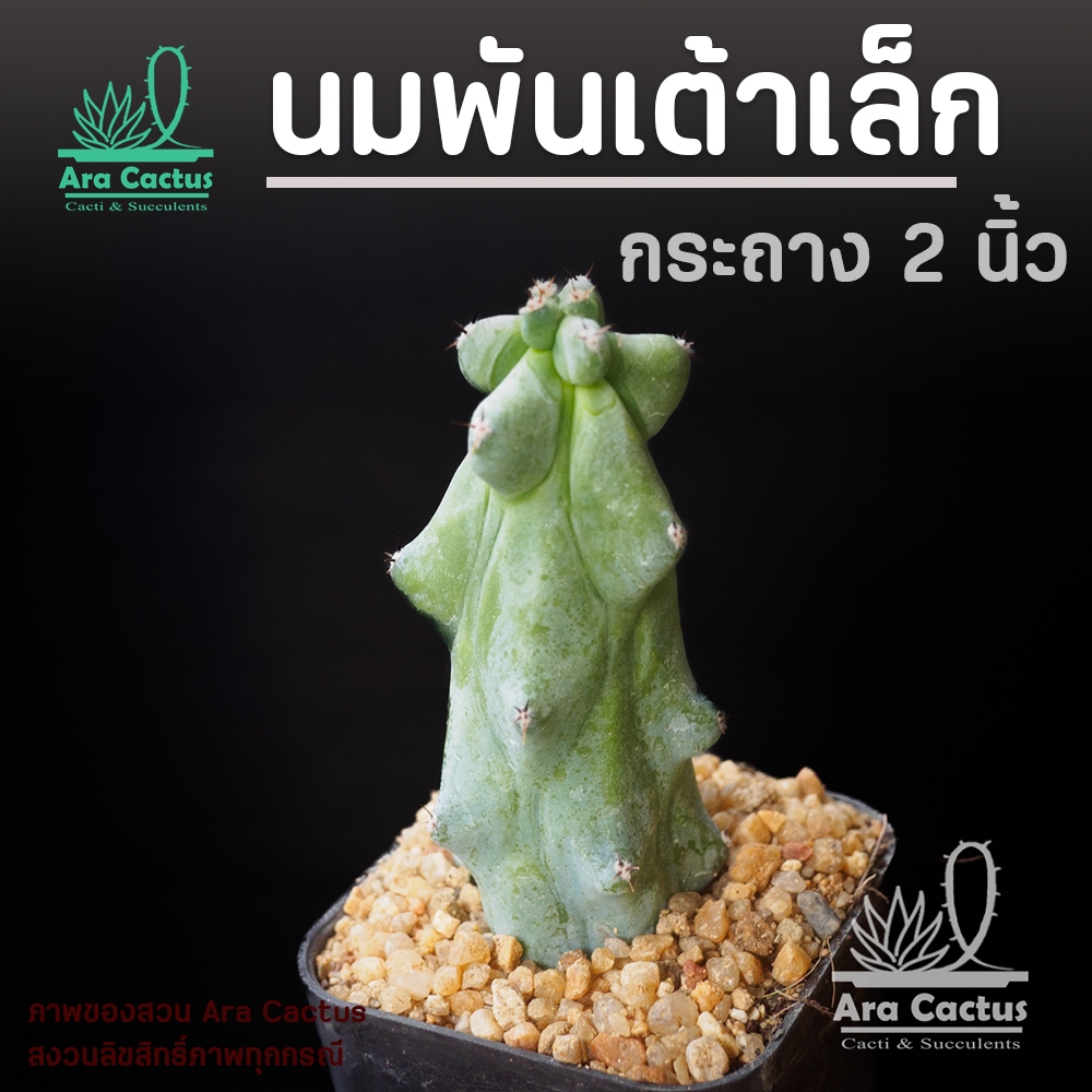 แคคตัสราคาถูก ส่งทั้งกระถาง 25 บาททุกต้น ครบ8ต้นมีแถม พันธุ์หายาก สวยๆ cactus กระบองเพชรราคาถูก - รูปที่ 4