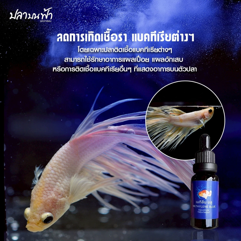เมทิลีนบลู ยาปลาสวยงาม 20/50/100ml ลดเชื้อรา ฟักไข่ปลา thumbnail 4