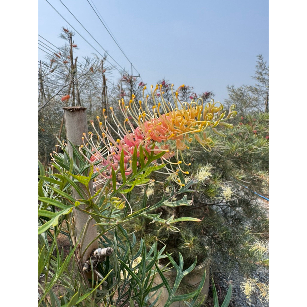 สนเกรวิลเลียสีเลมอนเบบี้ (Grevillea 'Lemon Baby')ลำต้นต้นแข็งแรงสูง90-100cm/110-130cm/140-160cm(ทาบ)เทคนิคทาบ2ชั้น