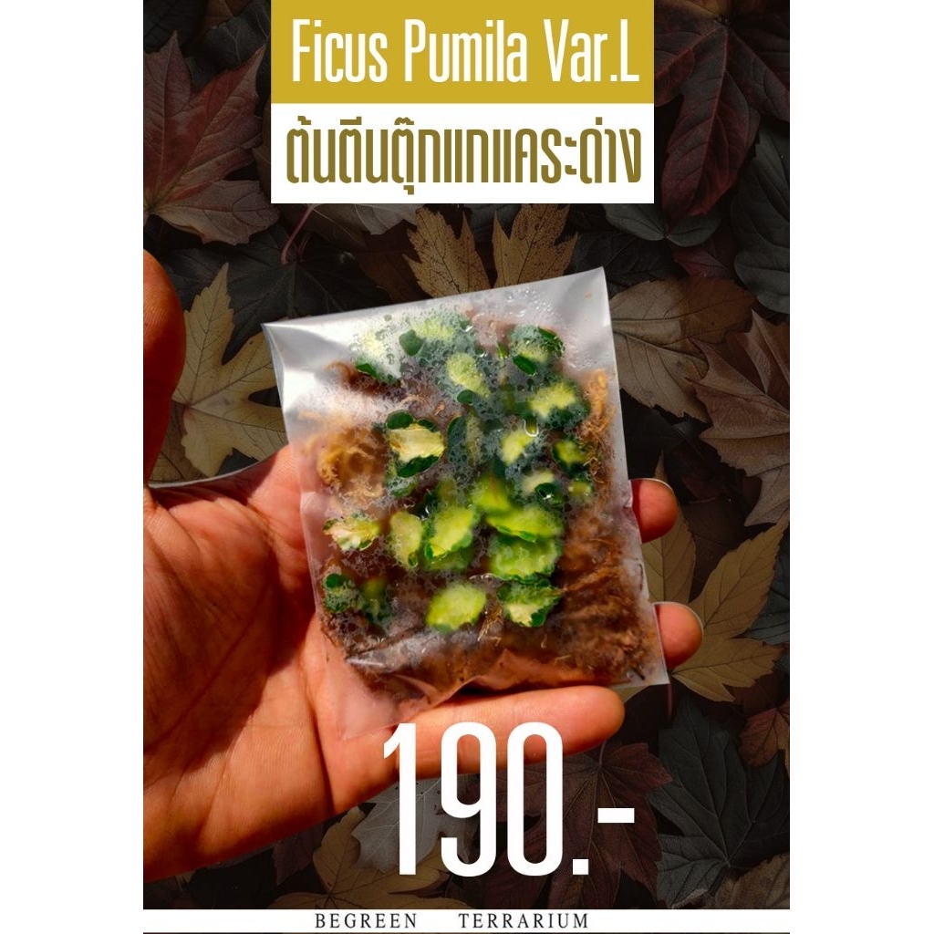 ต้นตีนตุ๊กแกแคระด่าง (ตัดสด) Ficus Pumila Var.L