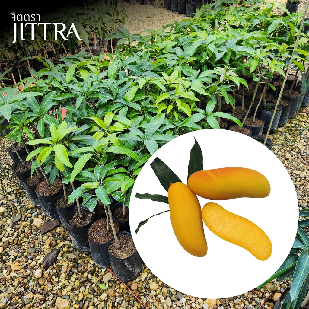 จิตตรา ต้นพันธุ์มะม่วงมันขุนศรี เสียบยอดสูง 60-80 cm ปลูกปีเดียวติดลูก พร้อมส่ง เคลมฟรี ต้นเตี้ยผลดก