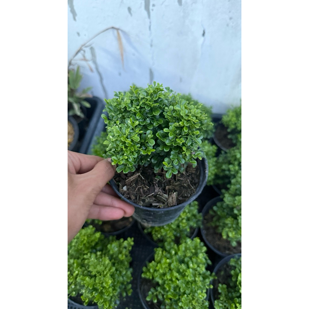 แก้วแคระอินโด เลี้ยงแดด ดอกสีขาว กระถาง4นิ้ว - รูปที่ 3