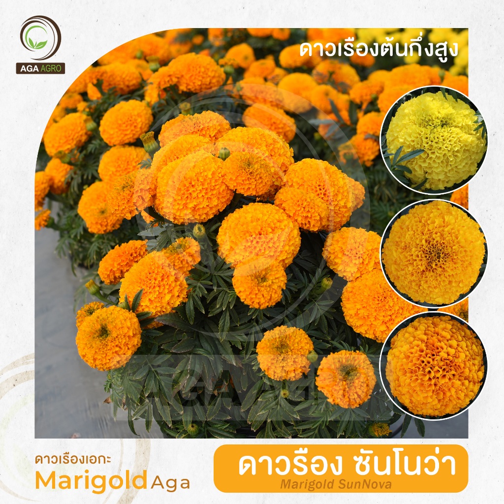 ดาวเรืองเอกะ I"ดาวเรือง ซันโนว่า"-ต้นกึ่งสูง ดอกกลมแข็ง สีสว่าง-100เมล็ด-Marigold SunNova