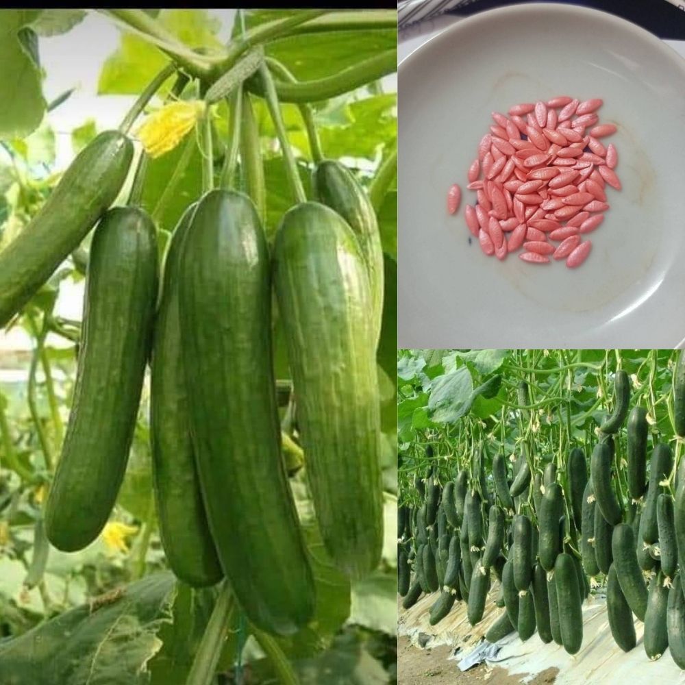 แตงกวาดัช Dutch Cucumber แตงกวาพวง ออกลูกดก เป็นพวง รสชาติกรอบ อร่อย ปลูกง่าย ชุดละ 25-30 เมล็ด