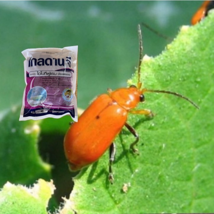 โกลดาน จี (1 กิโลกรัม) ไดโนทีฟูแรน กำจัดแมลงหนอน ด้วงเต่าแตงแดง และแมลงใต้ดิน มด ปลวก ด้วงดิน - รูปที่ 3