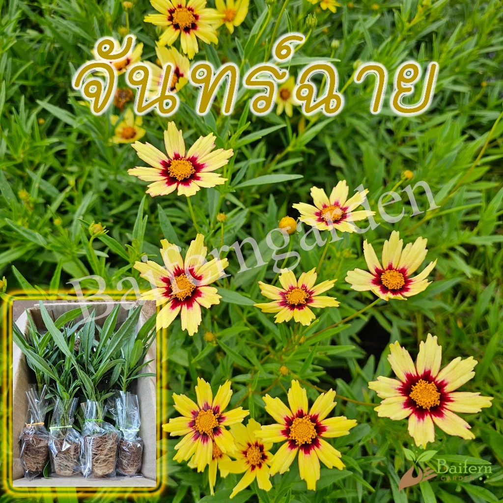 ต้นกล้าดอกจันทร์ฉาย(coreopsis big bang redshift) ต้นแข็งแรงรากแน่นๆ ทนแล้งออกดอกสวย