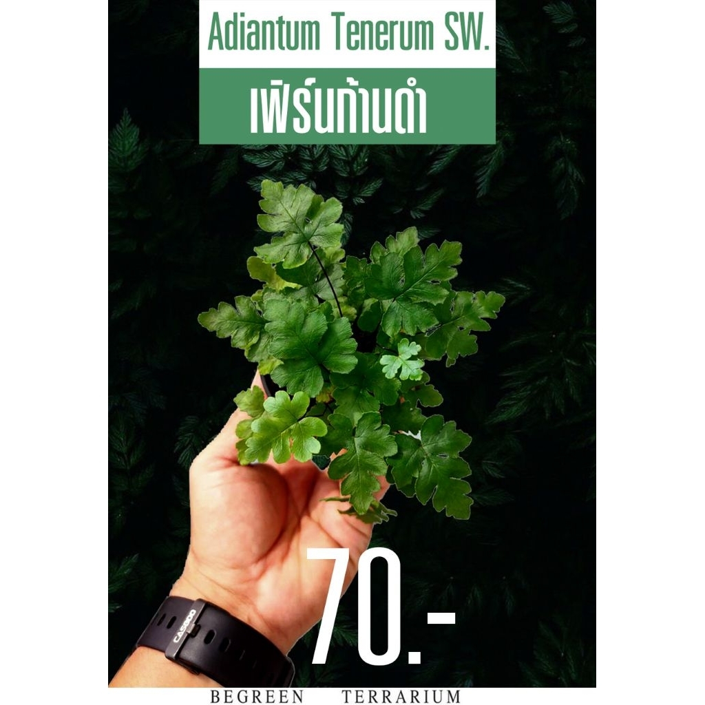 ต้นเฟิร์นก้านดำ Adiantum Tenerum SW.