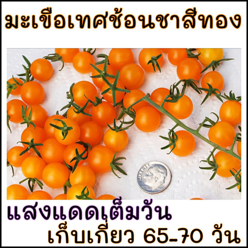 เมล็ดปลูกต่อได้ บรรจุ 15 เมล็ด เมล็ดพันธุ์มะเขือเทศช้อนชาสีทอง มะเขือเทศจิ๋ว