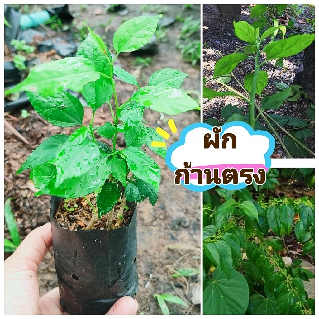 ผักก้านตง ,ก้านตรง,ผักคันทรง ผักพื้นบ้านทานยอด ประกอบได้หลายเมนู ต้นชำถุงพร้อมปลูก สินค้าเสียหายยินดีเคลมฟรี
