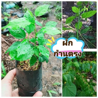 ผักก้านตง ,ก้านตรง,ผักคันทรง ผักพื้นบ้านทานยอด ประกอบได้หลายเมนู ต้นชำถุงพร้อมปลูก สินค้าเสียหายยินดีเคลมฟรี