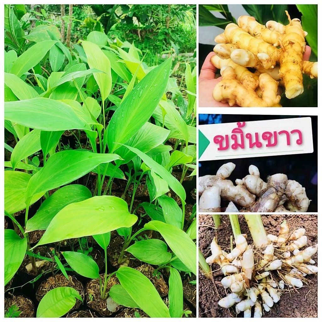 ต้นขมิ้นขาว พันธุ์เเท้ หัวอ่อนรับประทานสดได้ ต้นพันธุ์ชำถุงพร้อมปลูก สินค้าเสียหายยินดีเคลมฟรี