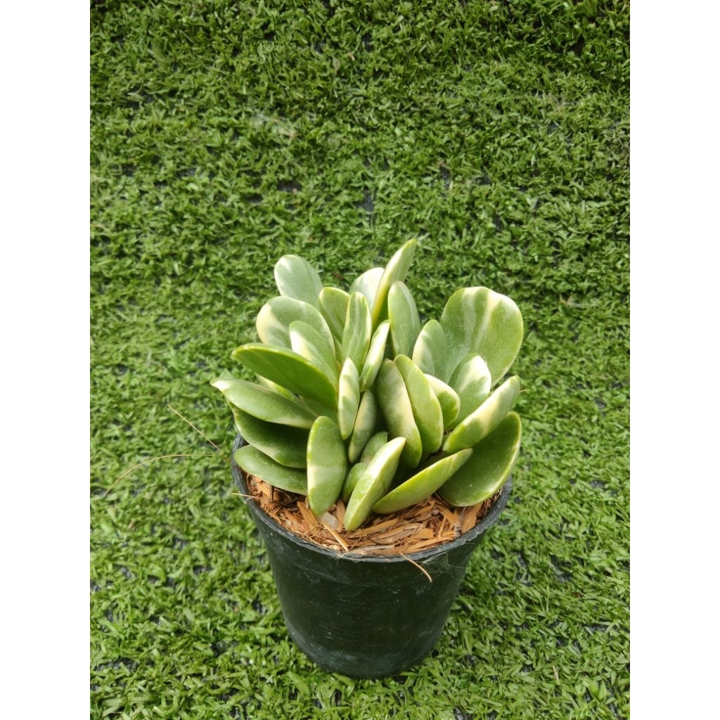 ต้นใบเงินด่าง, ต้นหยกด่าง[ Crassula Ovata "Variegata" ] ไม้มงคลในกระถาง2"