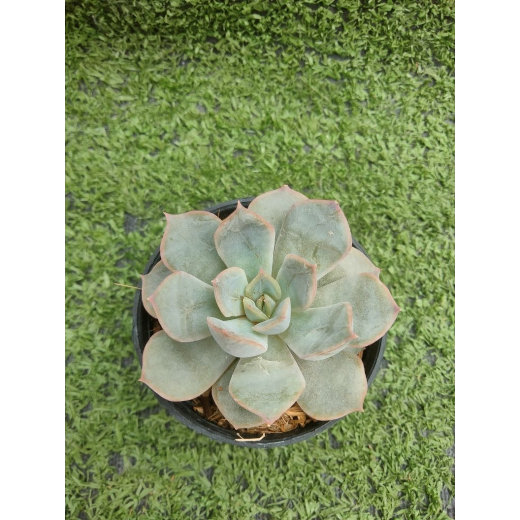 กุหลาบหิน "Hercules"  [ Echeveria "Hercules" ] ไม้ในกระถาง2นิ้ว