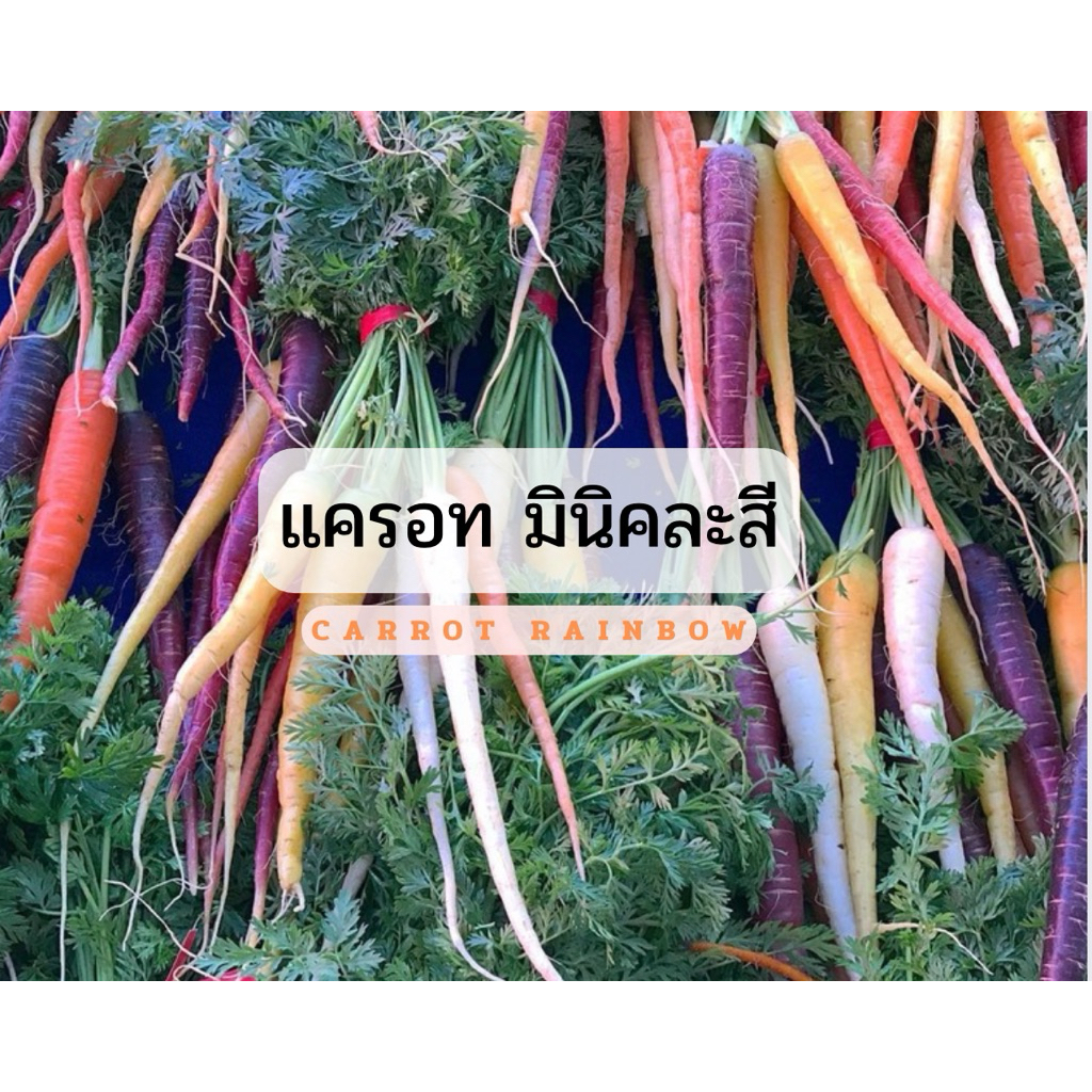 เมล็ดพันธุ์ แครอทคละสี Rainbow Mixed Carrot Seed เมล็ดนำเข้าอัตราการงอกสูง เมล็ดคุณภาพจาก บ้านฉันปลูกเคล