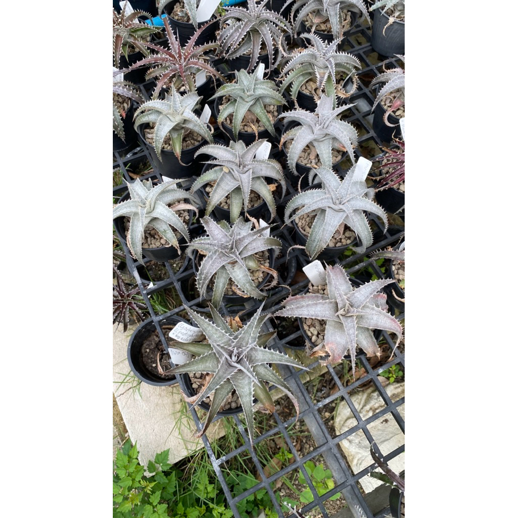 ต้น Dyckia ดิกเกีย สัปปะรดสี ต้นไม้ประดับ