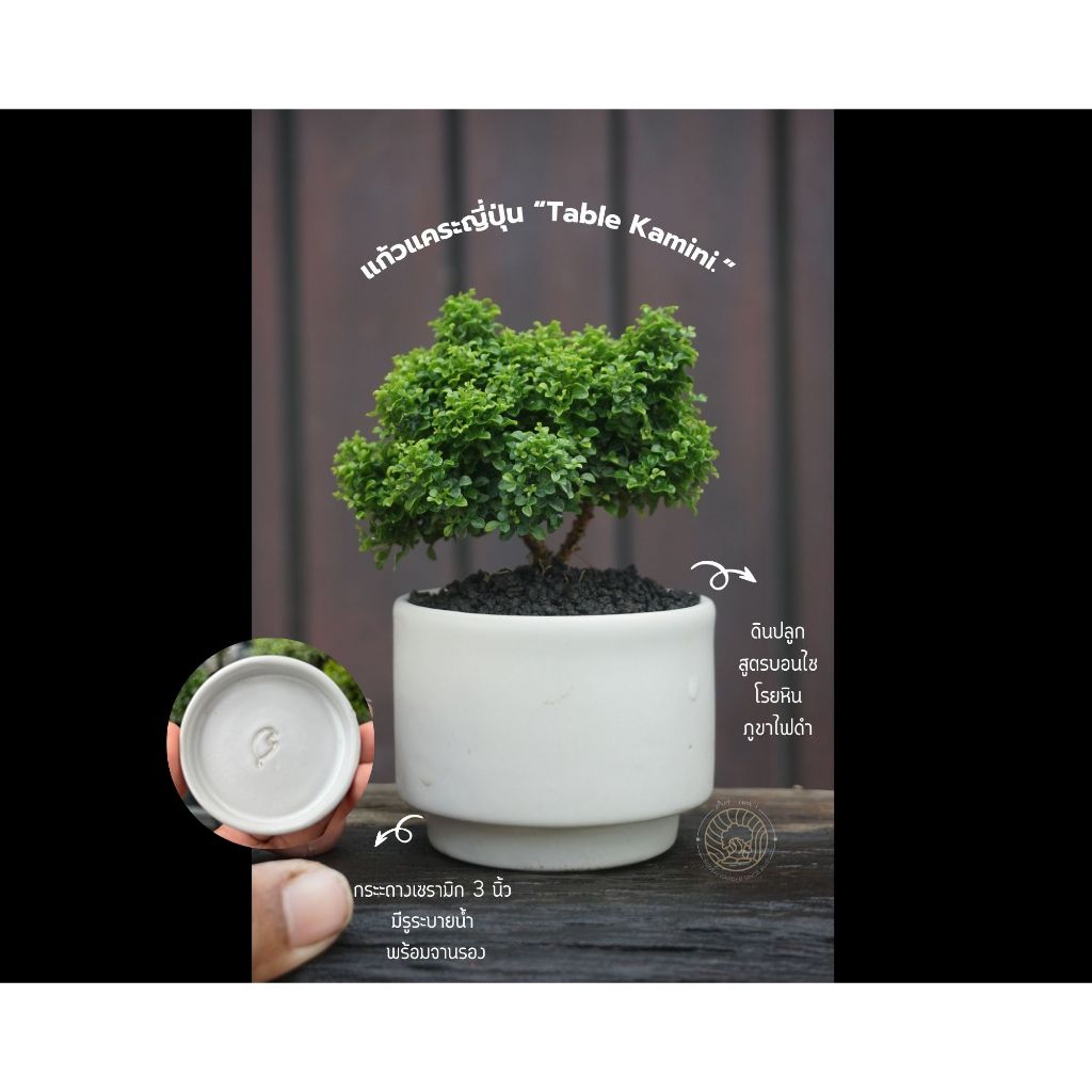แก้วแคระญี่ปุ่น "Table Kamini" บอนไซจิ๋วในกระถางเซรามิก mini bonsai in ceramic pots.