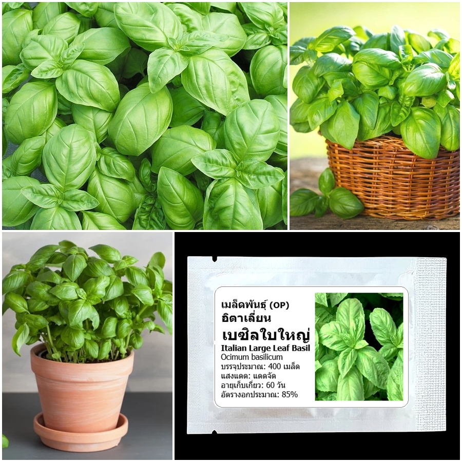 เมล็ดพันธุ์ อิตาเลี่ยน เบซิลใบใหญ่ Italian Large Leaf Basil Seed บรรจุ 400 เมล็ด คุณภาพดี ของแท้ 100%