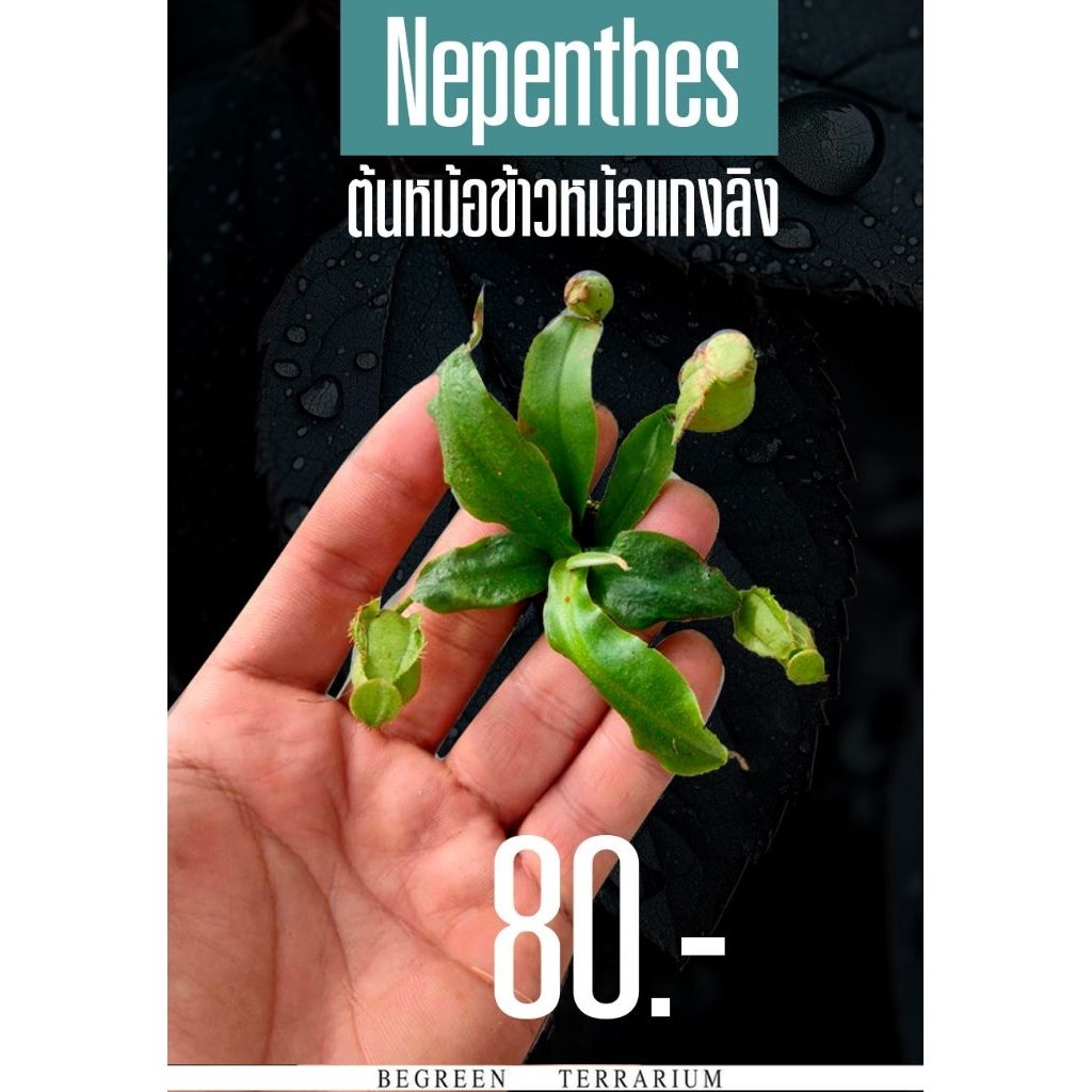 ต้นหม้อข้าวหม้อแกงลิงTropical Pitcher