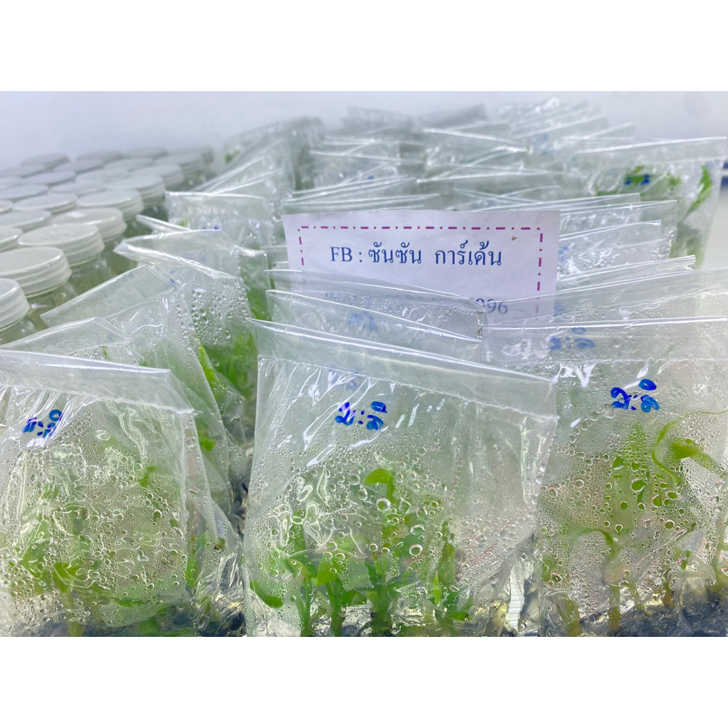 ต้นกล้วยน้ำว้ามะลิอ่อง พันธุ์ดี 🌱เพาะเนื้อเยื่อ (จำนวน 60 ต้น) มีรากแล้ว สำหรับนำไปอนุบาล