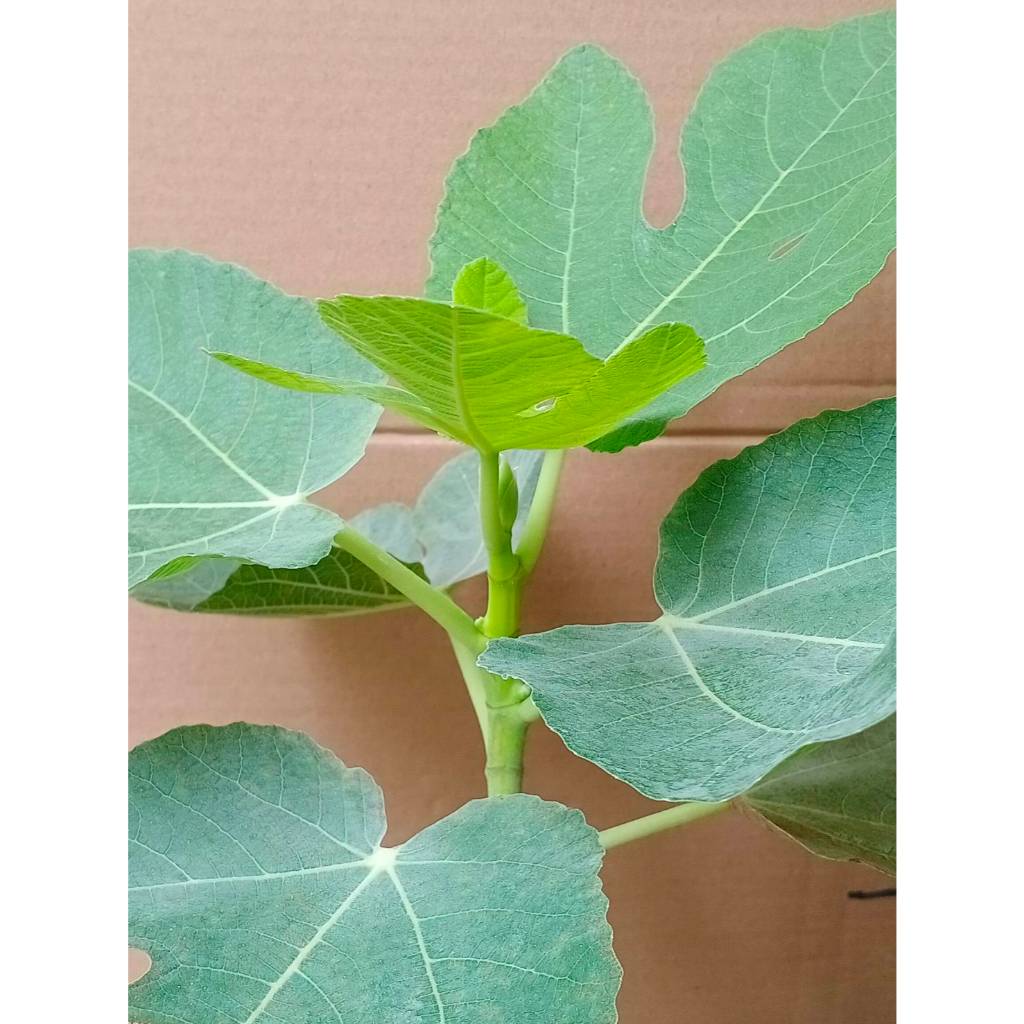 (No.33) ต้นมะเดื่อฝรั่ง BNR - Bordissot Negra Rimada ไม้ลาย ผลลาย ตัวท๊อปของ ริมาด้า (Rimada)