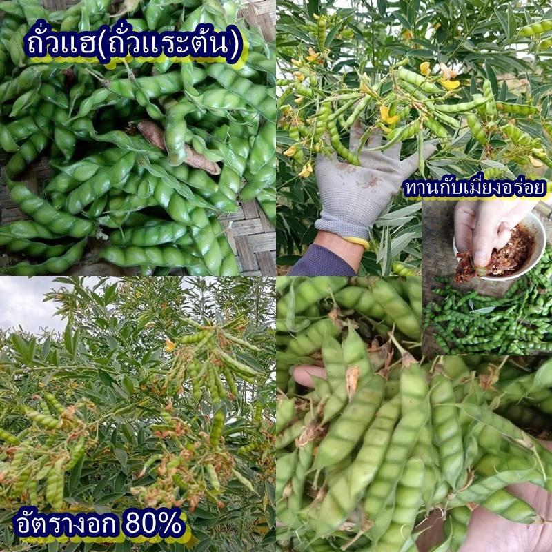40+ เมล็ด เมล็ดถั่วแฮ(ถั่วแระต้น) (ปลูกง่าย อัตรางอก 80% เป็นไม้พุ่มหรือไม้ยืนต้นขนาดเล็ก สูง 1-3.5 เมตร ฝักมีสีเขียว)