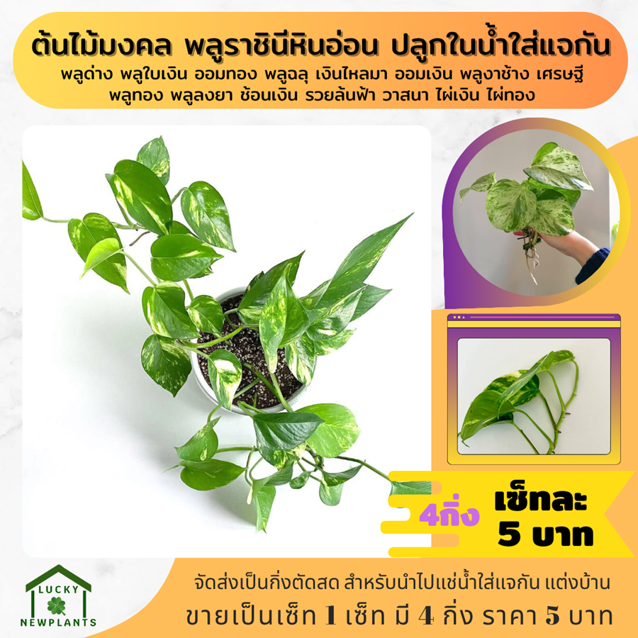 ต้นไม้มงคล ต้นไม้จิ๋ว ไม้ฟอกอากาศ 5 บาท เซ็ทละ 4 กิ่ง รูปที่ 7