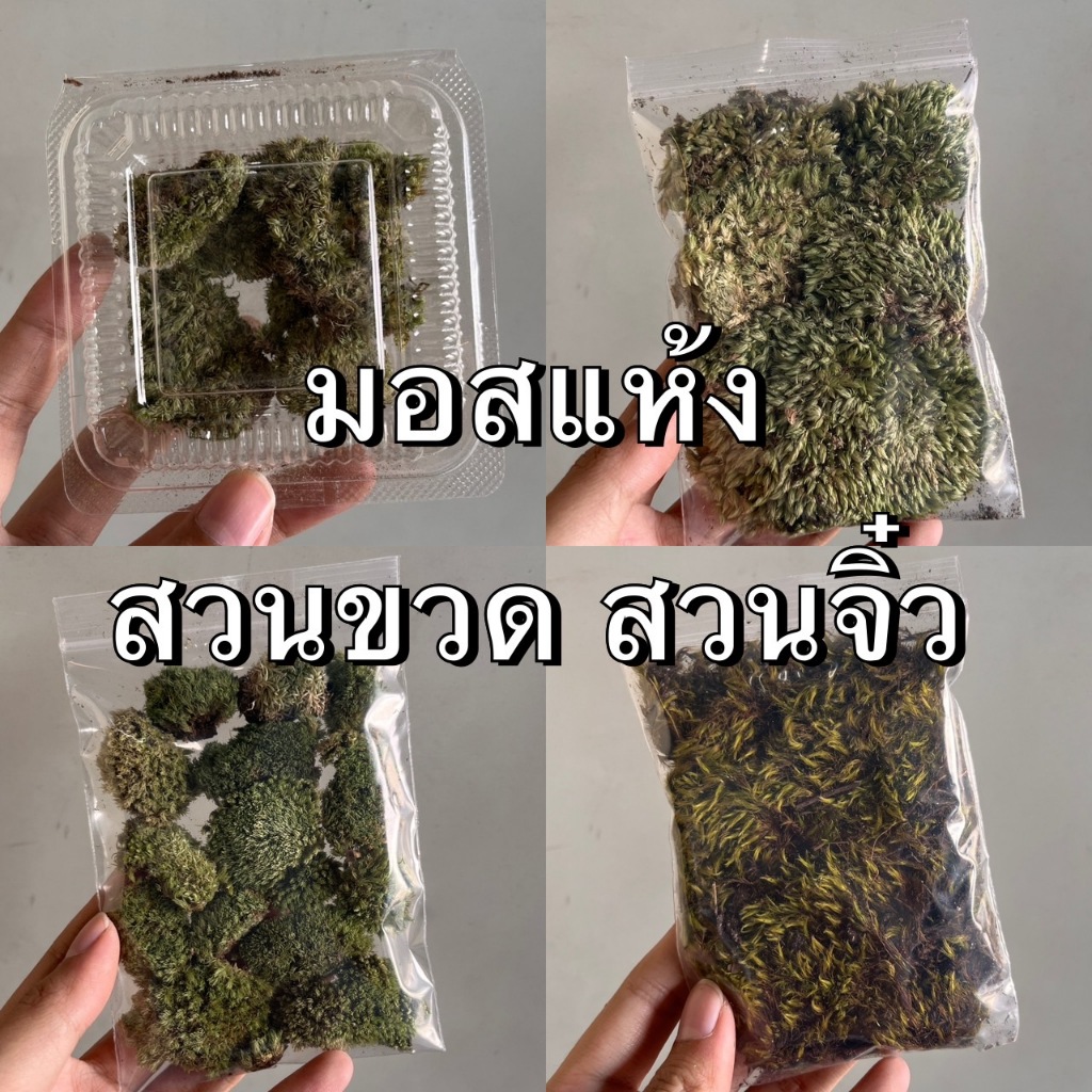 มอสแห้ง มอสขอน มอสแดง มอสขนนก ซองซิป 9x13 ซม. สำหรับจัดสวนขวด สวนจิ๋ว