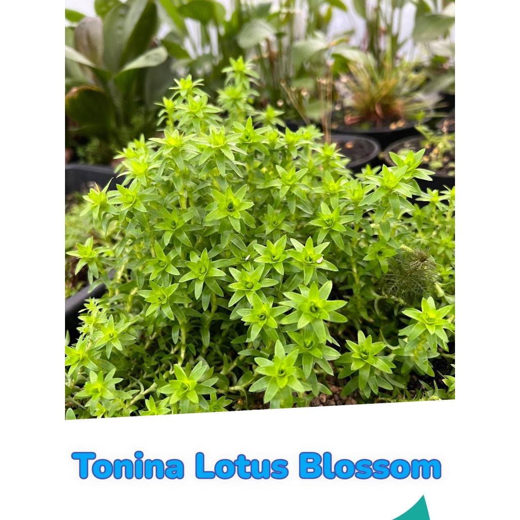 ต้นไม้น้ำโทนีน่า โลตัส บอสซั่ม tonina lotus blossom โทนสีเขียว