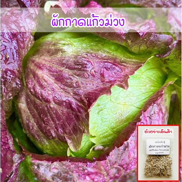ผักกาดแก้วม่วง 90–200 เมล็ด ปลูกง่าย โตไว ผลผลิตสูง (ซื้อ 10 แถม 1 คละได้)