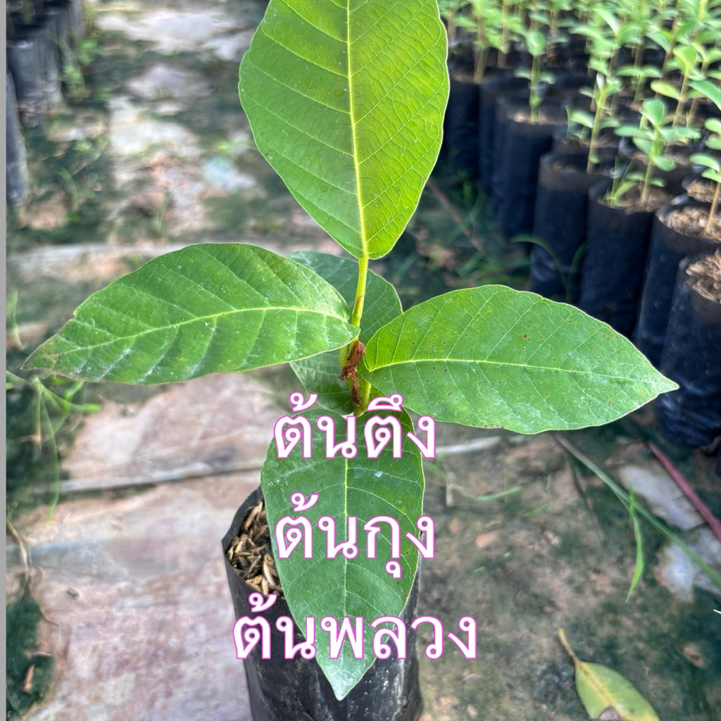 ต้นยางพลวง ตองตึง ยางกุง ไม้เนื้อดี ไม้เศรษฐกิจหายาก ใบนำมาห่ออาหารและทำหลังคาได้