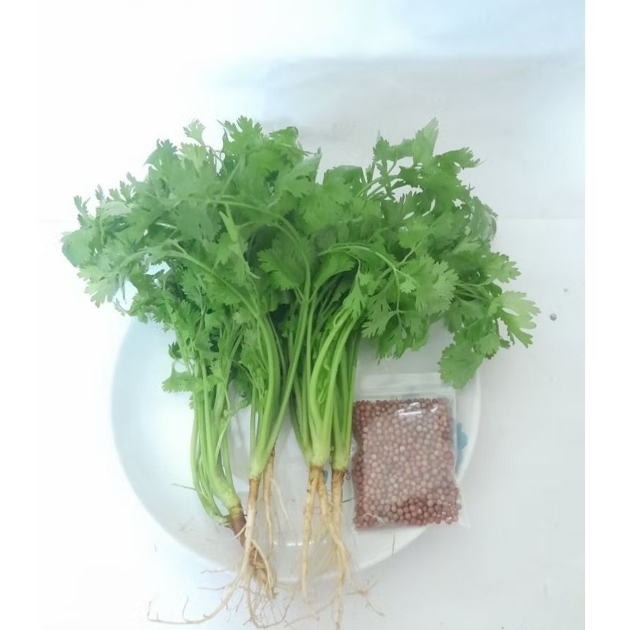 เมล็ดผักชี 10 กรัม โตไว กอใหญ่