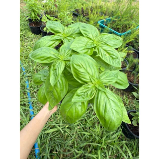 โหระพา อิตาเลี่ยน Italian Basil กระถาง 4 นิ้ว พุ่มใหญ่ นำไปตัดทานได้