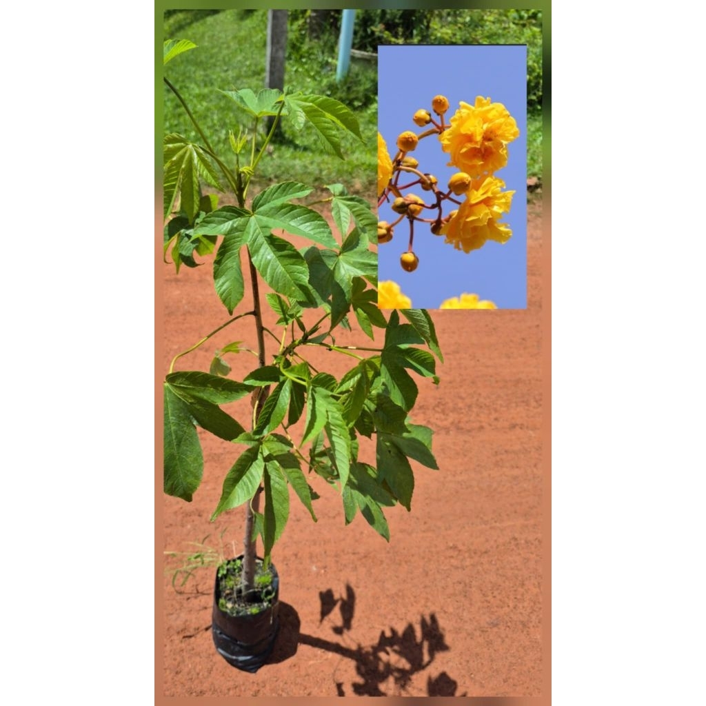 ต้นสุพรรณิการ์ ดอกใหญ่ ดอกซ้อน ดอกสีเหลืองอมส้มนิดดอกสวยมาก กลิ่นหอม ติดดอกดก สูง70-90ซ.ม แบบกิ่งชำ