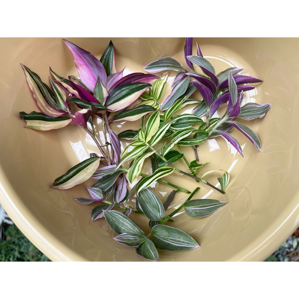 ก้ามปูหลุดด่างรวม (กิ่งตัดสด) จำนวน 10-12 ยอดต่อชุด - รูปที่ 2