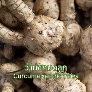 ชาว่านชักมดลูก ตราไร่กฤติยา (Temulawak Tea)