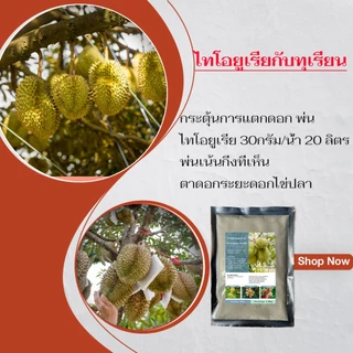ไทโอยูเรีย สารกระตุ้นการแตกใบอ่อน สารเร่งดอกลำไย ดอกมะม่วง ดอกทุเรียน ดอกลิ้นจี่ เงาะลองกองพืชอื่นๆ