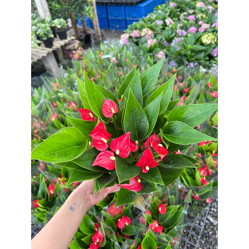 หน้าวัว มินิเรดMillion red anthuriumดอกเต็มต้น 💕ใบเล็กรูปหัวใจ❤️ พุ่มใหญ่ สีสันสดใส  😘สวยทั้งดอกและใบ สวยพร้อมกระถาง