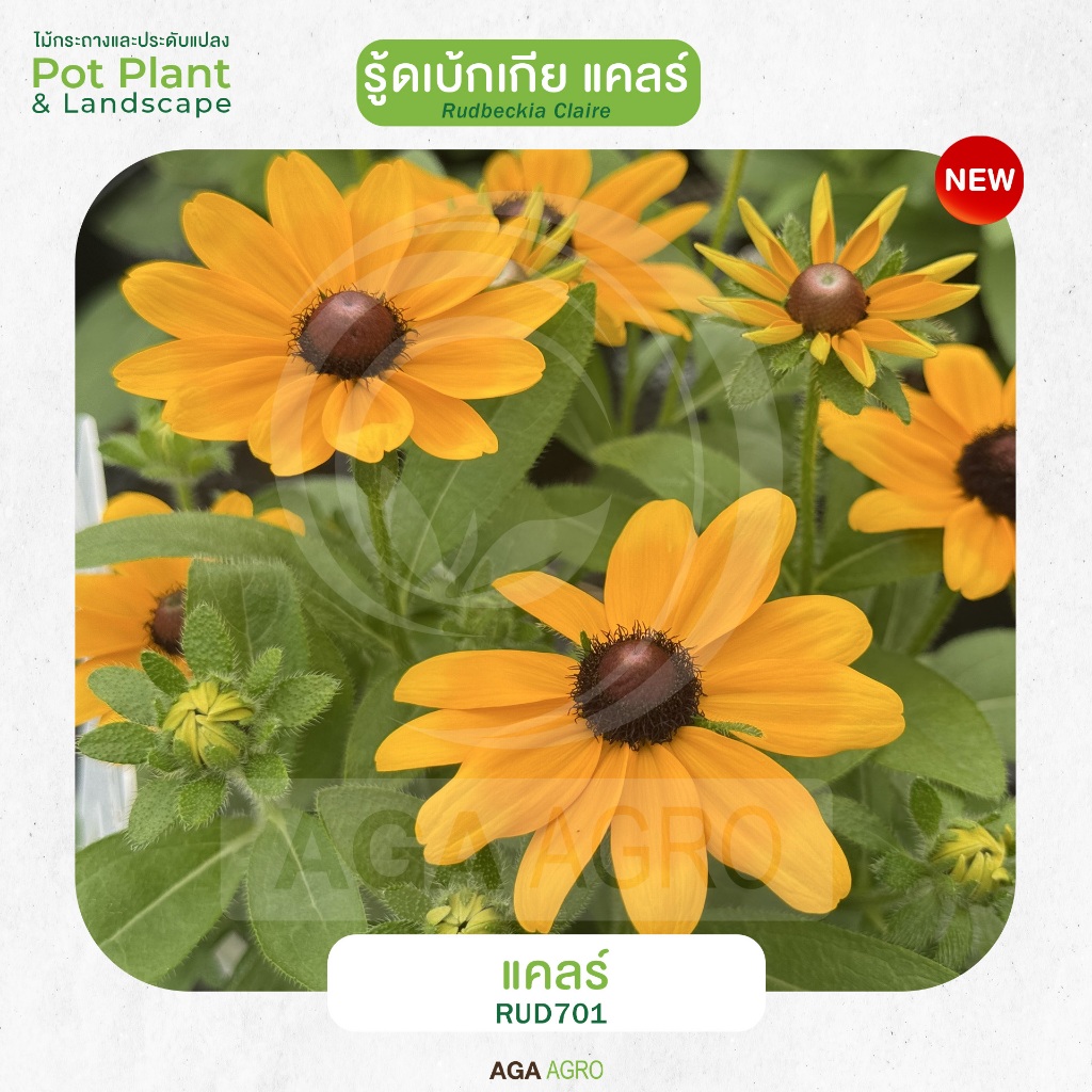AGA AGRO I "รู้ดเบ้กเกีย แคลร์" สายพันธุ์ใหม่ ต้นเตี้ย รูปที่ 5
