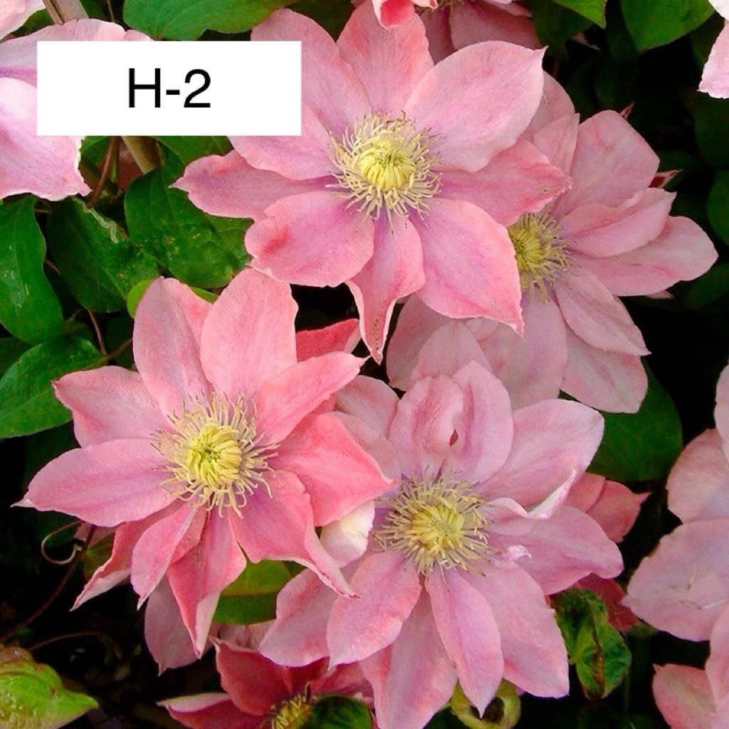 Clematis Hybrid ลูกผสมตัวใหม่ (คลีเมติส) ไม้เลื้อย แดดจัด-รำไร